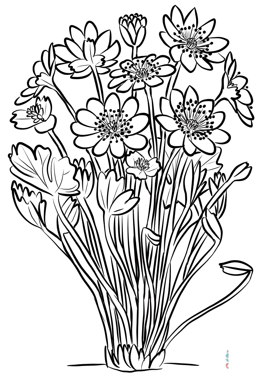 Przylaszczka siedmiogrodzka