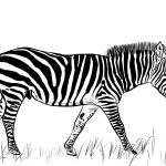 Zebra - mieszkanka Afryki