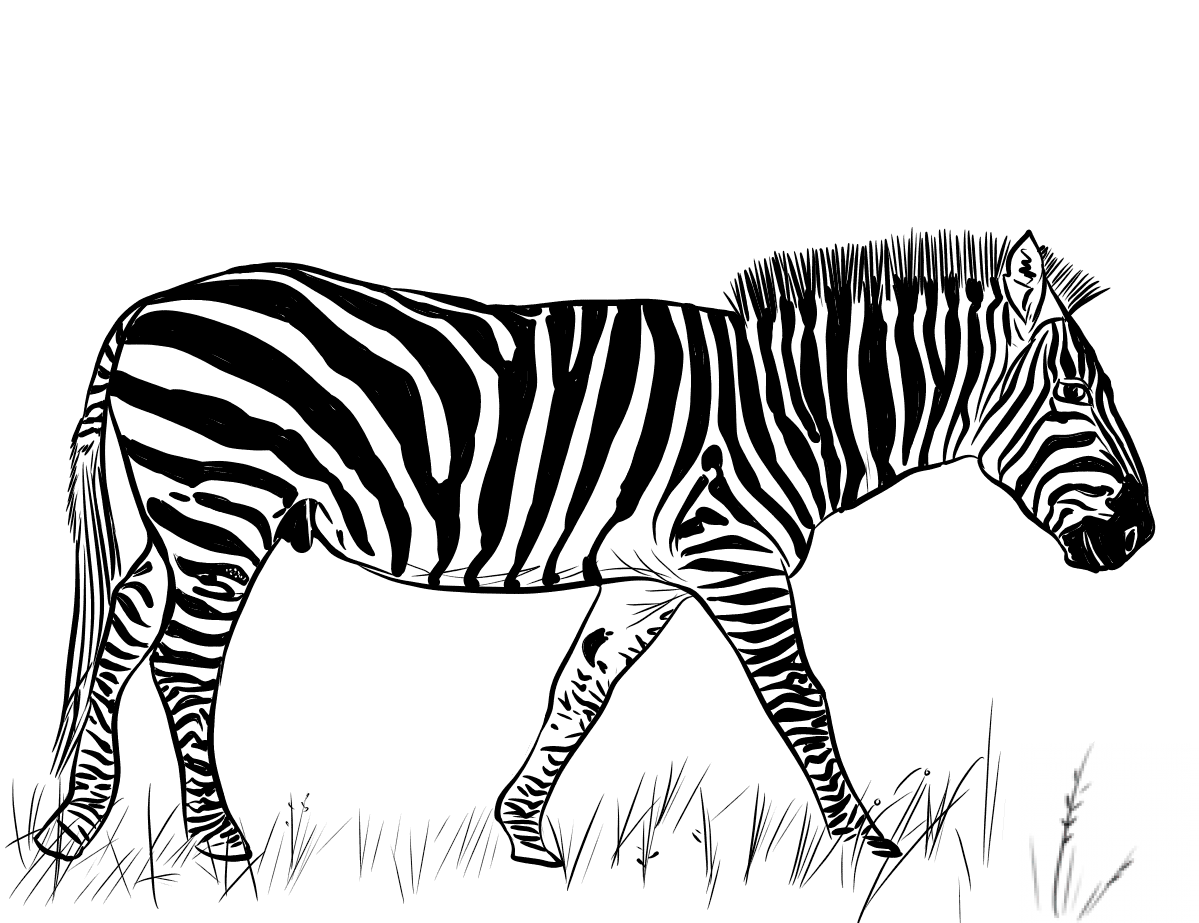 kolorowanka Zebra