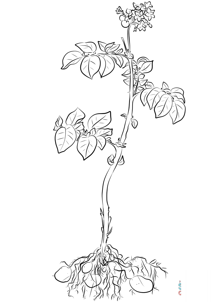 kolorowanka Ziemniaki