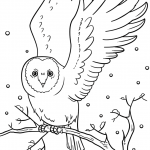 Winter Owl