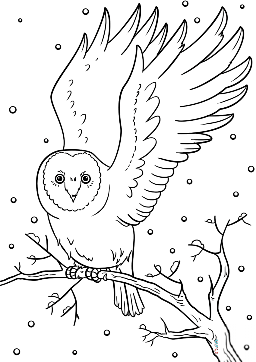Winter Owl