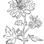 Chrysanthemum Indiana