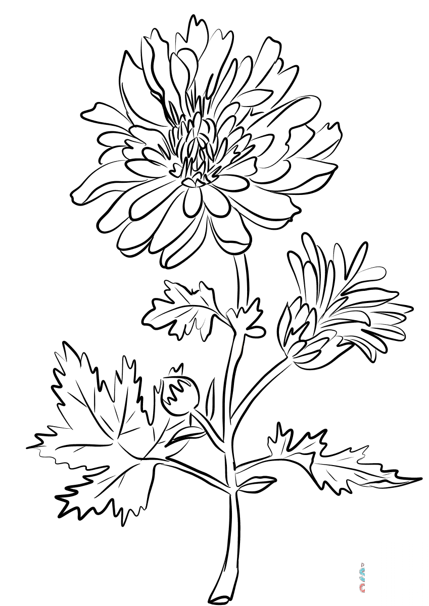 Chrysanthemum Indiana