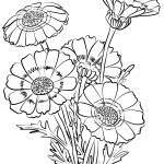 Chrysanthemum Carinatum
