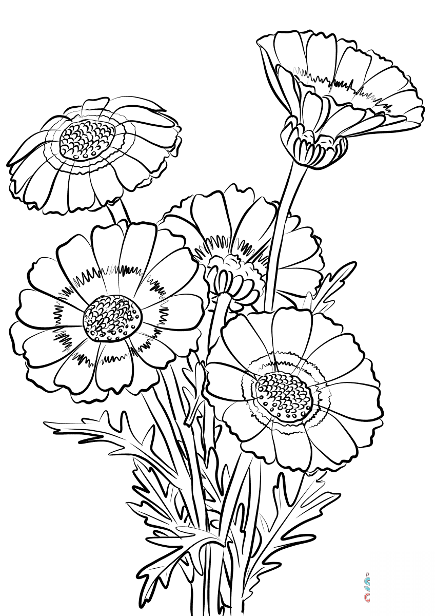 Chrysanthemum Carinatum
