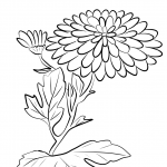 Chrysanthemum Morifolium