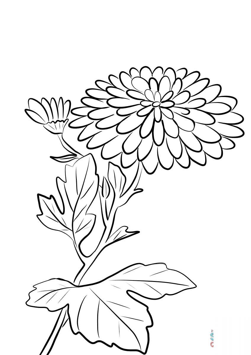 Chrysanthemum Morifolium