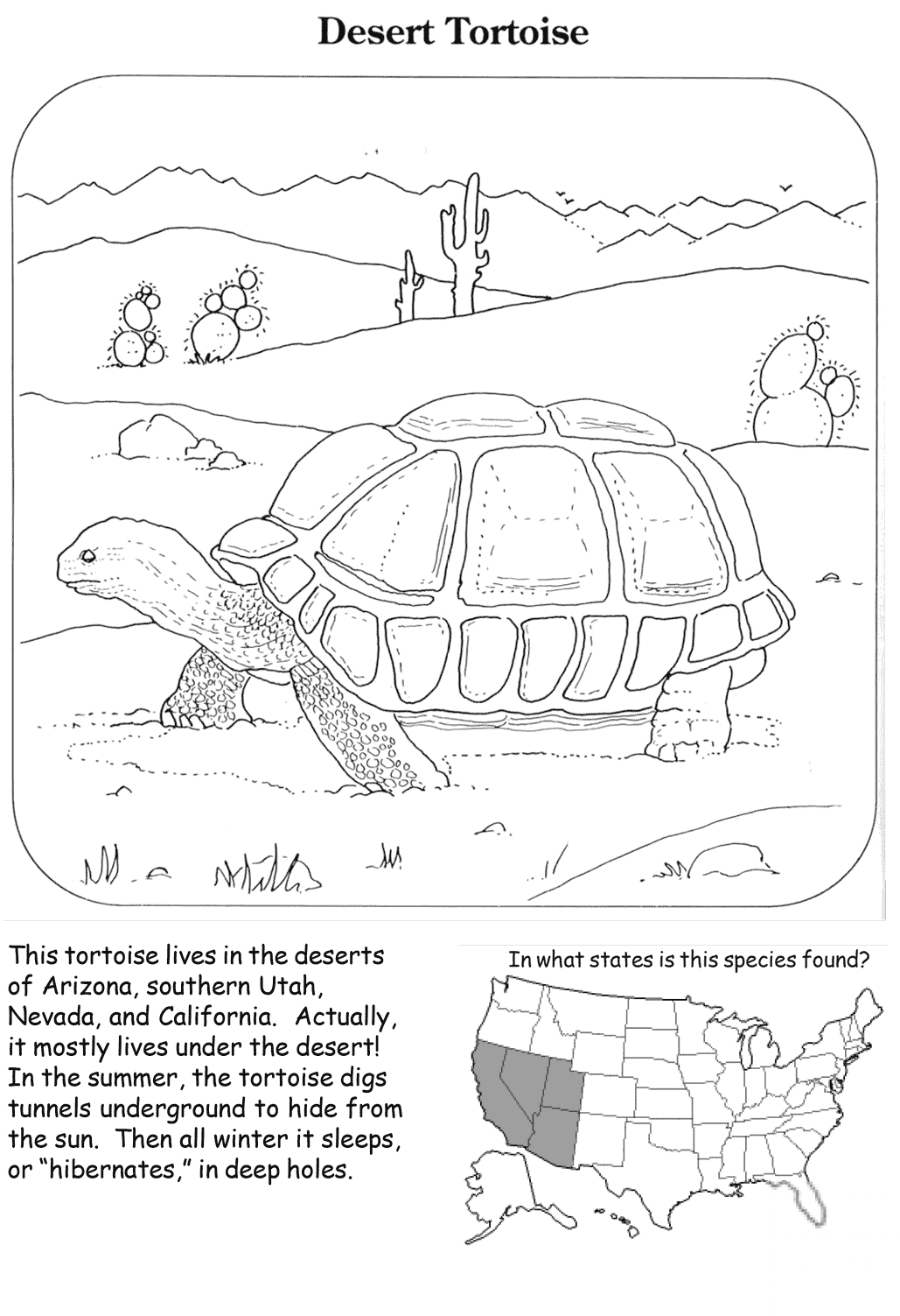 Desert Tortoise