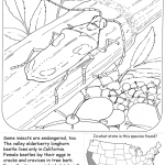 Valley Elderberry Longhorn Beetle