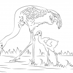 Żuraw kanadyjski z uroczym pisklęciem