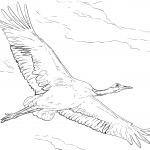 Red-crowned Crane in Flight