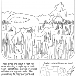 Mississippi Żuraw kanadyjski