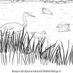 Żuraw kanadyjski i Śnieżyca duża