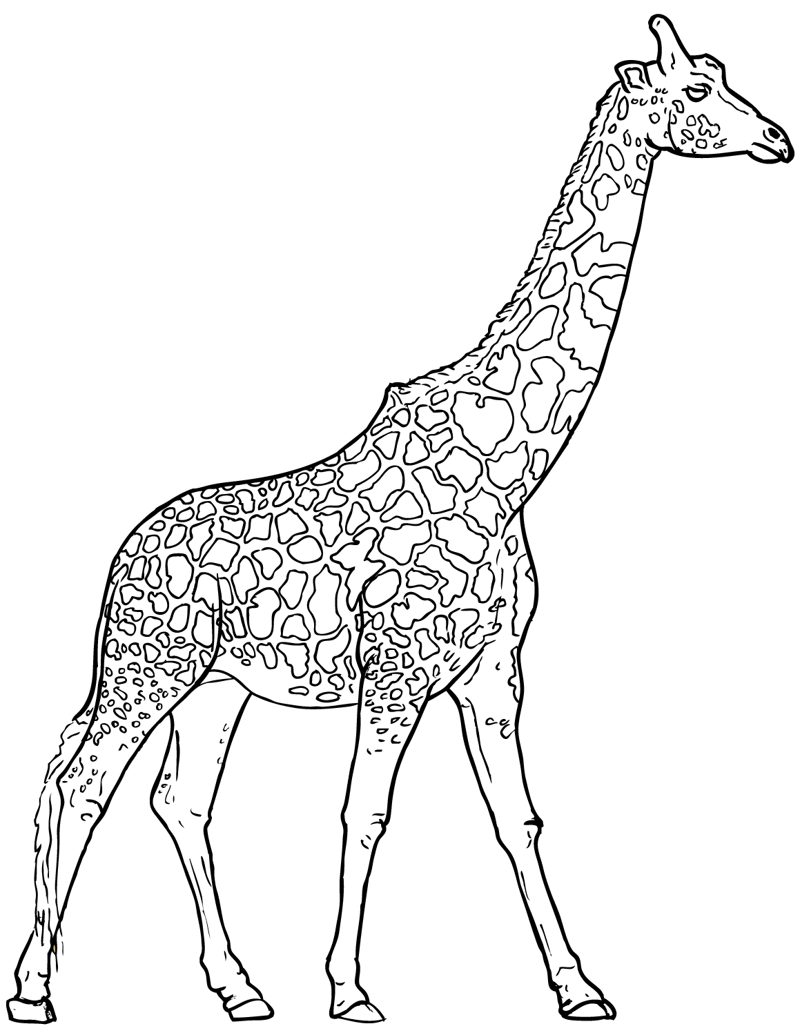 Realistic Giraffe